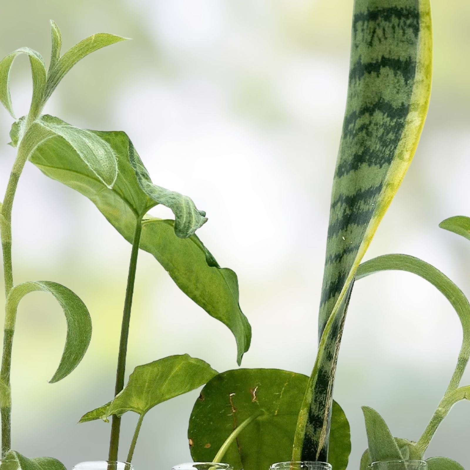 Rooted Plant Cuttings Set - 15 Mix Indoor Plants Collection for Propagation and Decoration