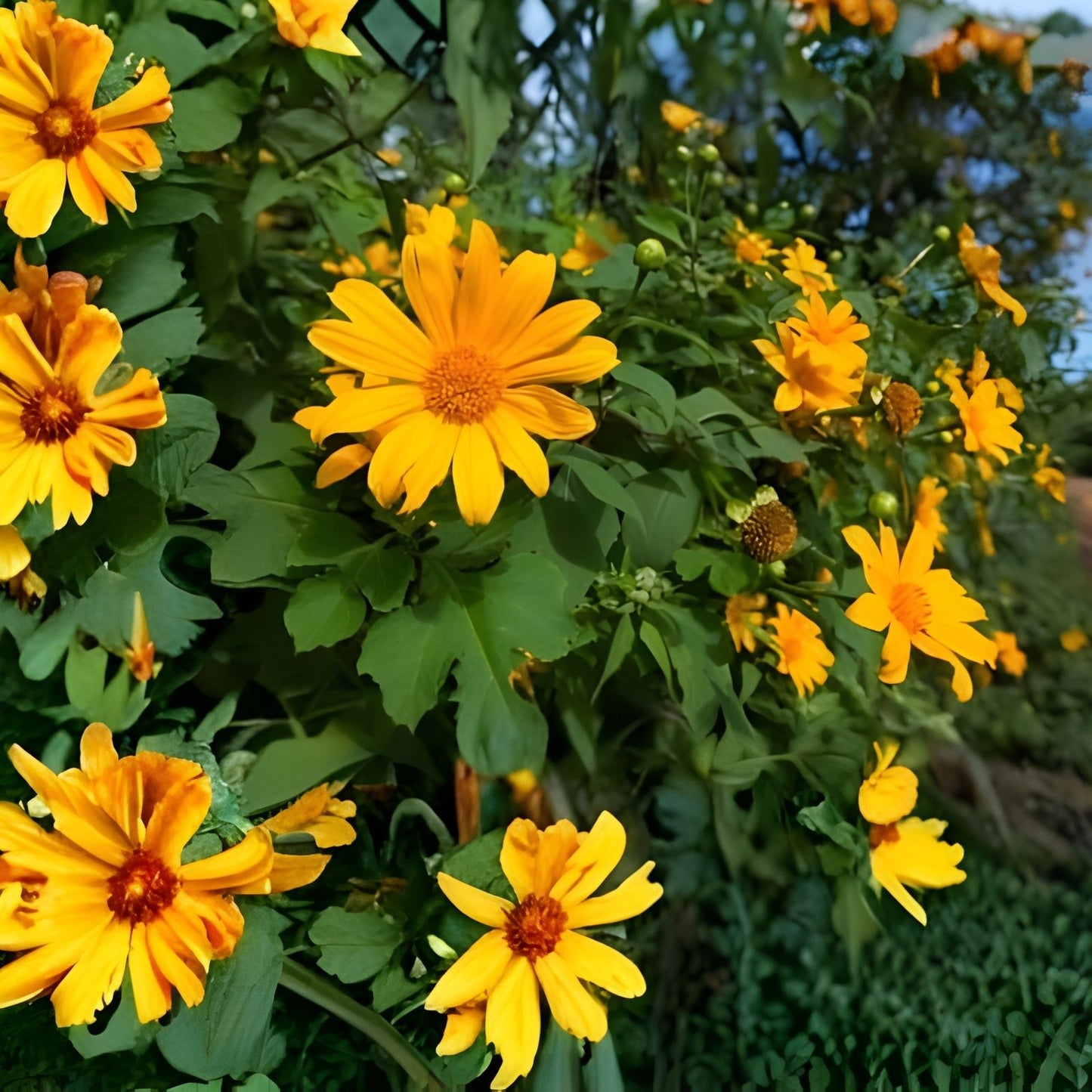 Mexican Sunflower Cuttings 8 Inches Tithonia diversifolia Tropical Plant 25-Pack