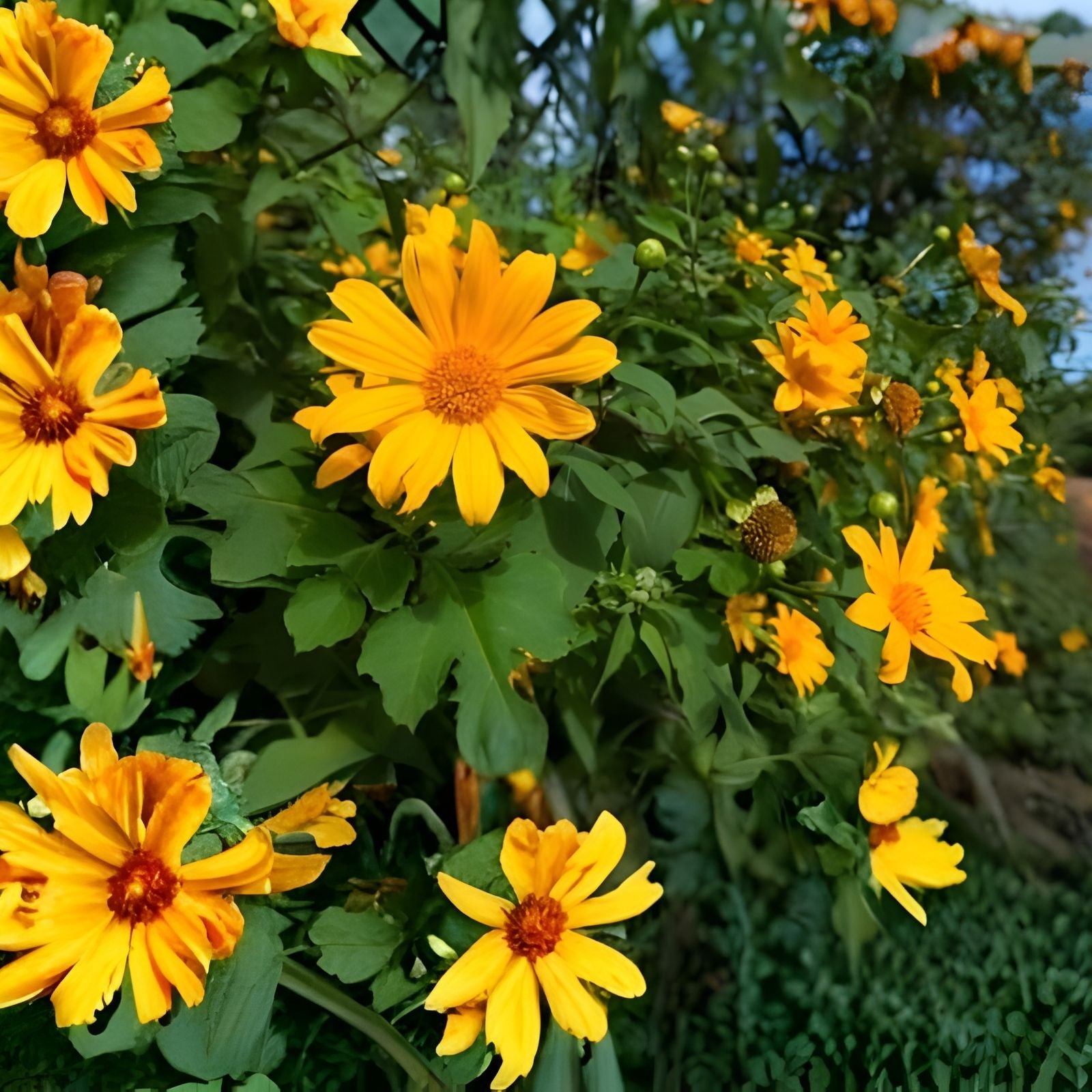 Mexican Sunflower Cuttings 8 Inches Tithonia diversifolia Tropical Plant 25-Pack