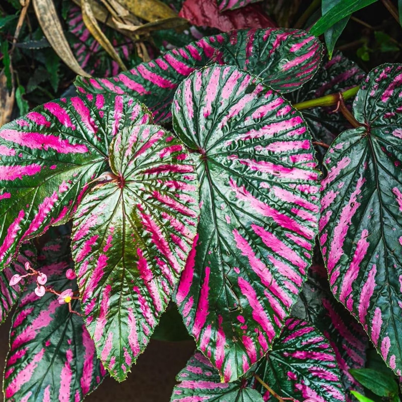 Caladium Bulbs for Planting – Festiva Variety, 6 Bulbs, Colorful Elephant Ears, Fancy Foliage, Tropical Indoor Outdoor Planting