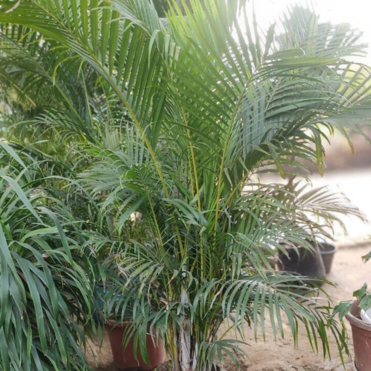 Areca Palm 3 Gallon Pot - Dypsis lutescens - Tropical Indoor/Outdoor Plant - Lush Green Foliage - Non-Toxic to Pets