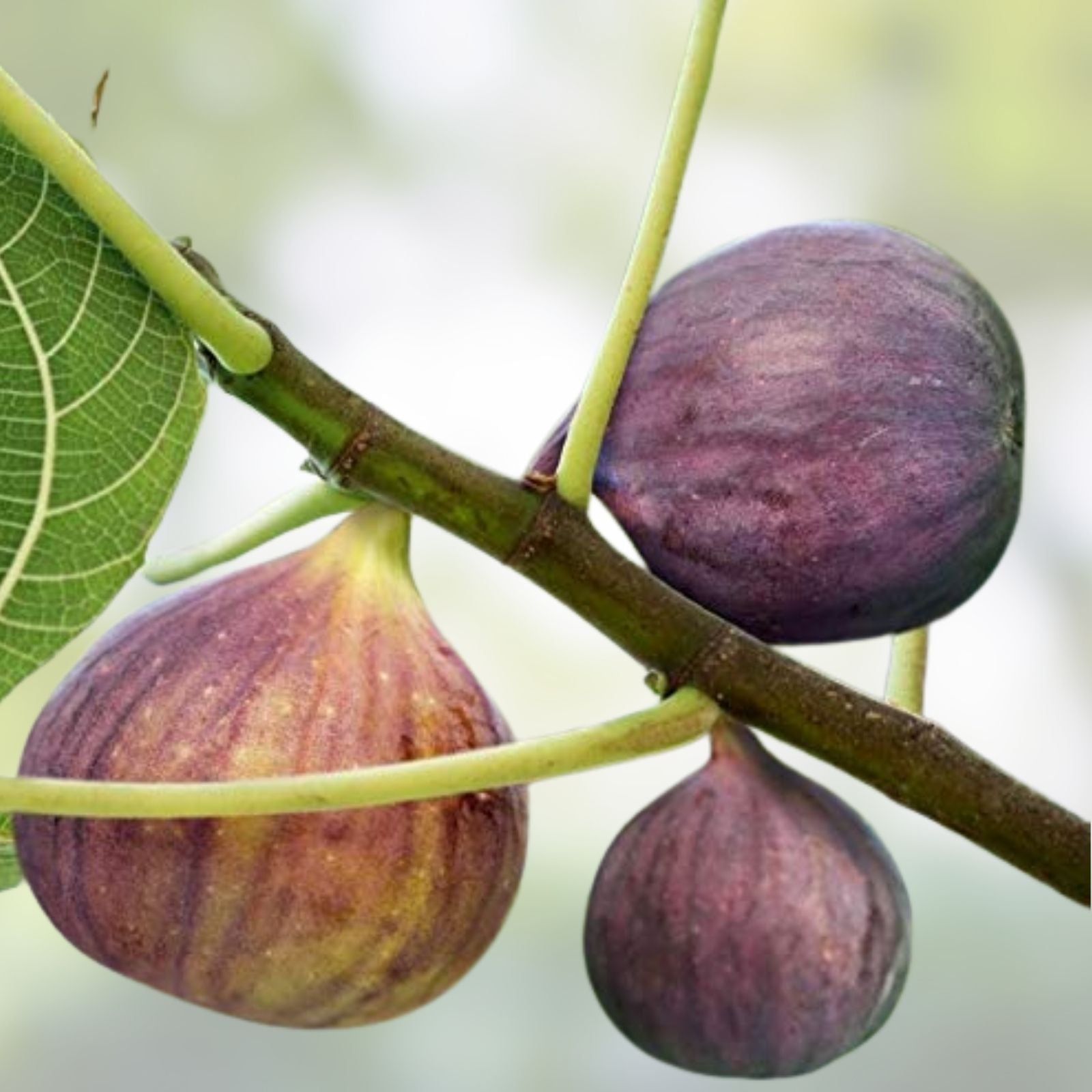 Fig Tree Cuttings - 6 Unrooted Stems - Organic Ficus carica with Delicious Sweet Fruit - Fruit Tree Propagation