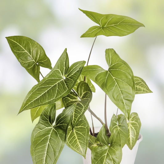 15 Rooted Tropical Plant Cuttings – Ferns, Pothos, Arrowhead Vine – Indoor Houseplants for Easy Care and Green Decor