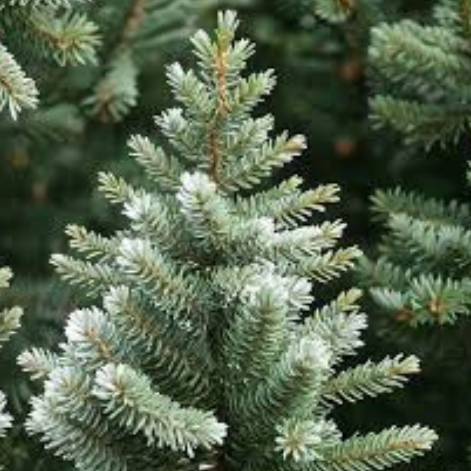California White Fir Seeds 30 Pack | Christmas Tree Seeds | Abies Concolor | Free Shipping