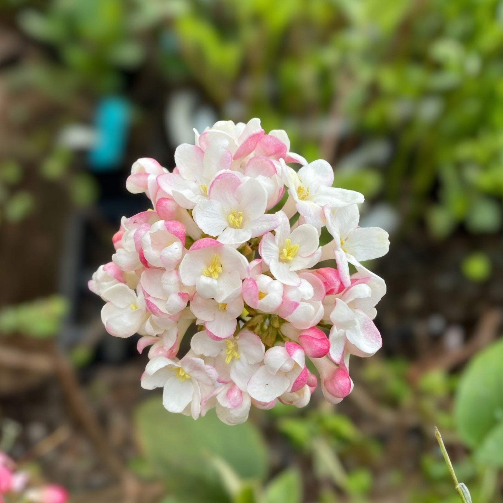 Mohawk Burkwood Viburnum Live Plant – 24-36" Fragrant White Flowers Viburnum × burkwoodii 'Mohawk'