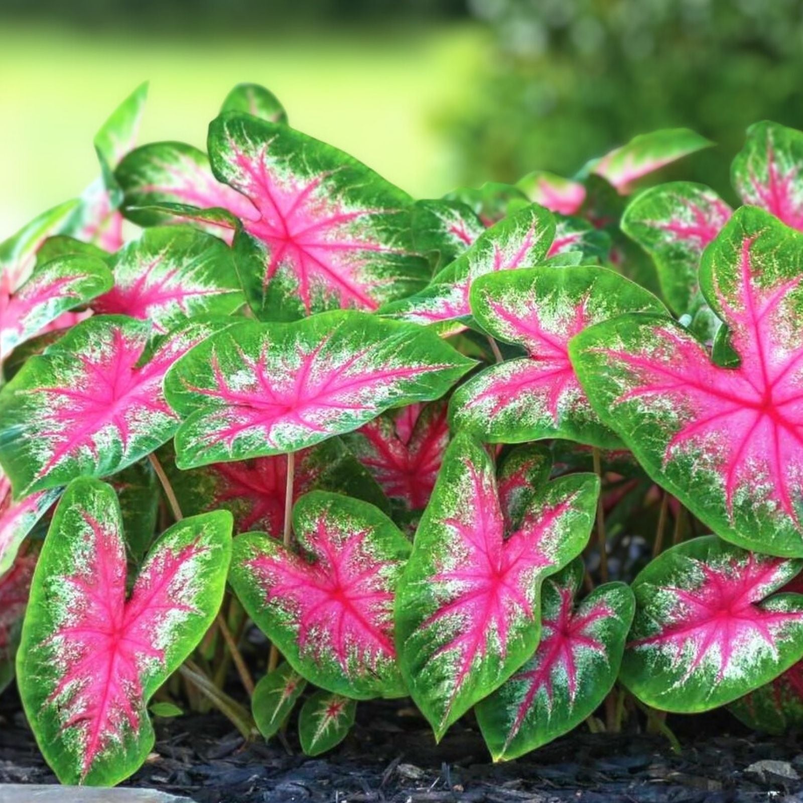 Rosebud Caladium Bulbs 6 Pack – Perennial Elephant Ears, Caladium bicolor, Bright Pink and Green Foliage, Garden Flower Bulbs