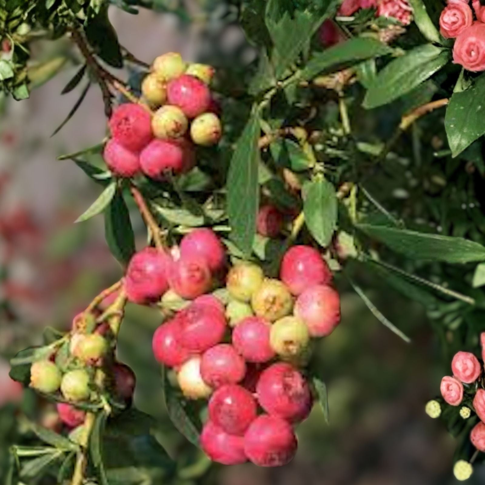 Blueberry Plant 10" Pink Lemonade Vaccinium Rabbiteye Edible Fruit Starter Compact Shrub Low Chill Hours Zones 4-9