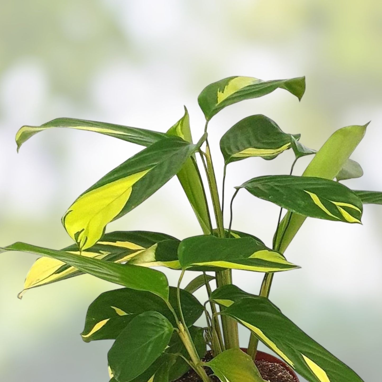 Ctenanthe lubbersiana Cuttings - 2X Fresh Propagation Houseplants - Easy Care Indoor Plant, Green Foliage, Tropical Plant
