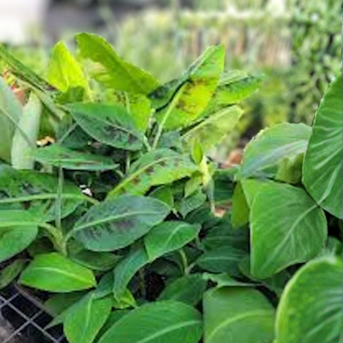 Dwarf Cavendish Banana Plant - 5 Bare Root Double-Headed - Musa acuminata - Fast Growing, Heat & Cold Tolerant