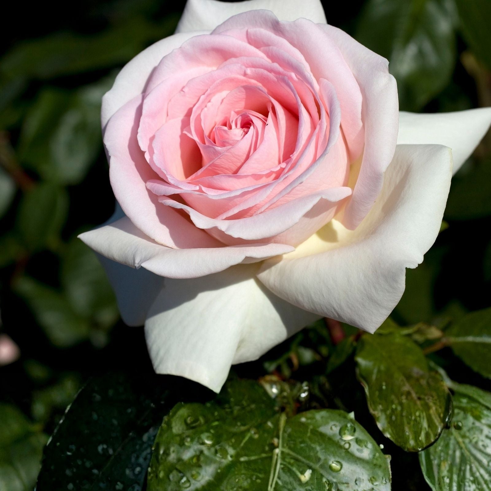 Rose Cuttings 3 Pack – Unrooted 6” Long Rosa 'Francis Meilland' Garden Flower Planting Material