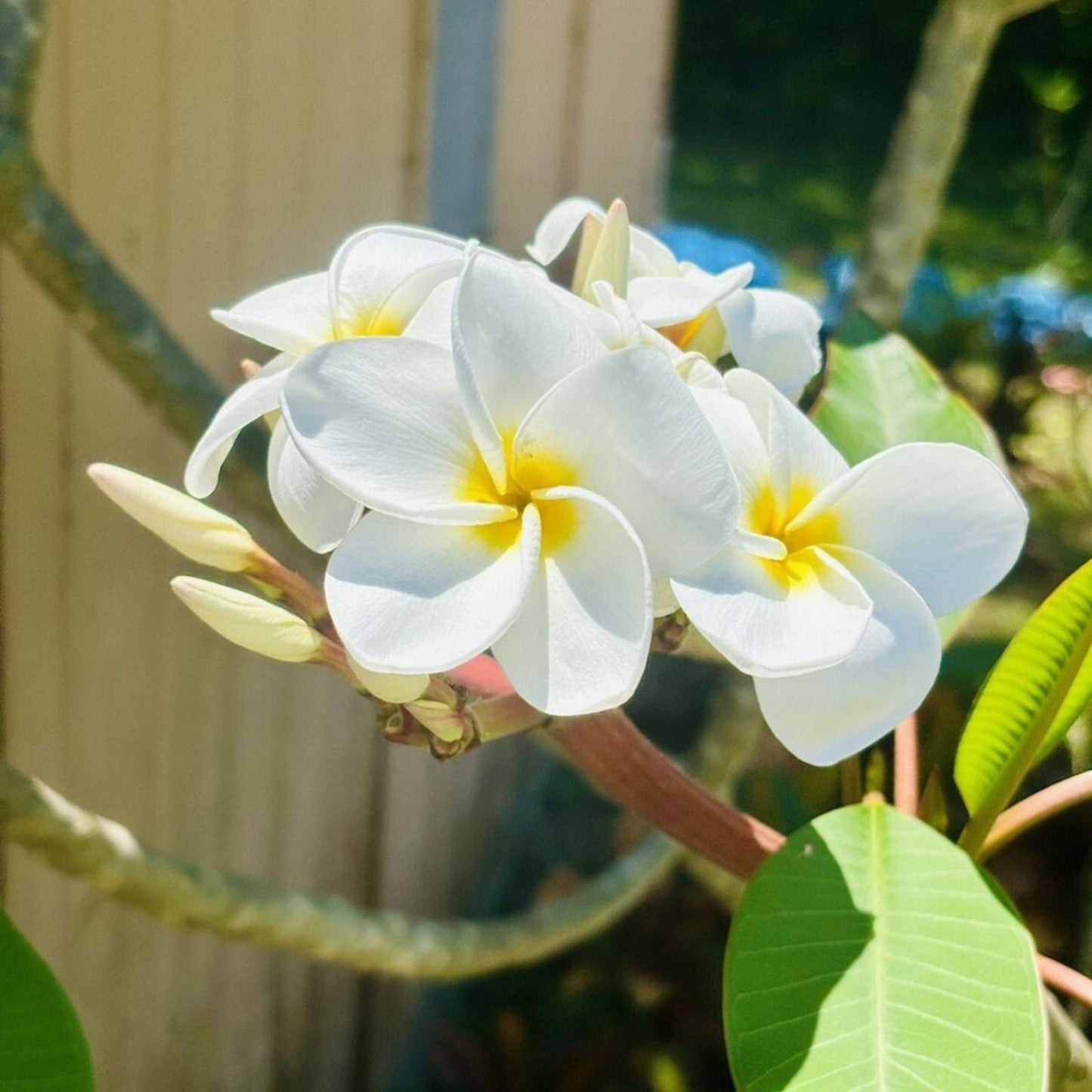 Plumeria Cutting with 2 Grow Tips - Whirlwind Variety - Fresh Plant Cutting - Fragrant Tropical Flowering Plant (Plumeria spp,)