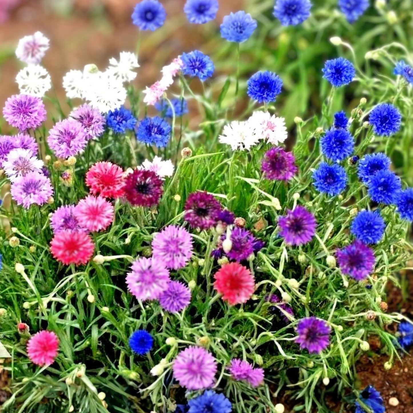 Dwarf Polka Dot Mix Seeds - 50 Count Bright Colorful Bachelor Button Flowers - Centaurea cyanus Garden Flower Seeds
