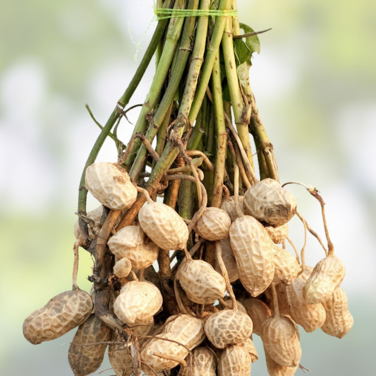Peanut Seeds in Shell 20 Pack for Planting, Grow Your Own Peanuts, Arachis hypogaea, Outdoor Garden Seeds