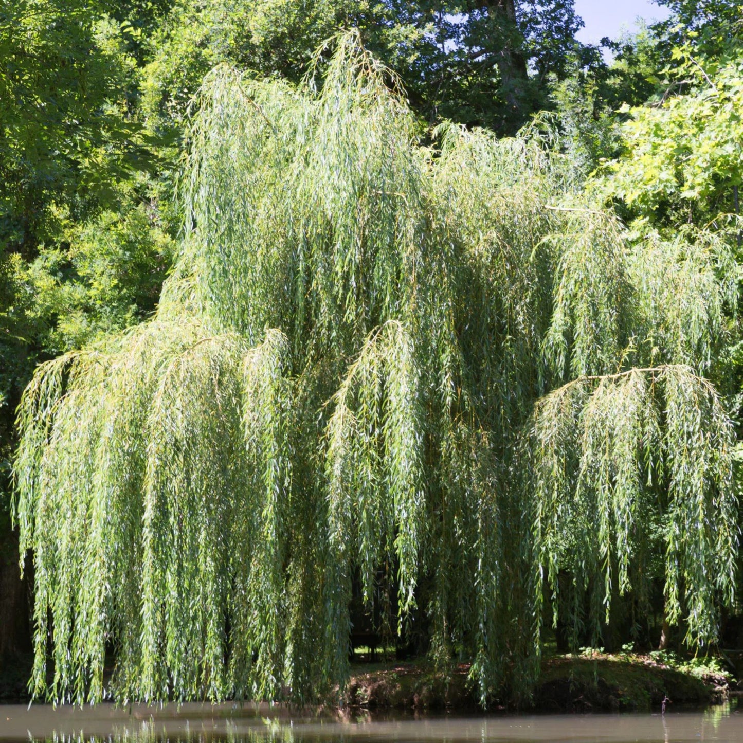 Weeping Willow Trees 4 Pack - Golden Arching Canopy - Salix babylonica - Ornamental Garden Trees