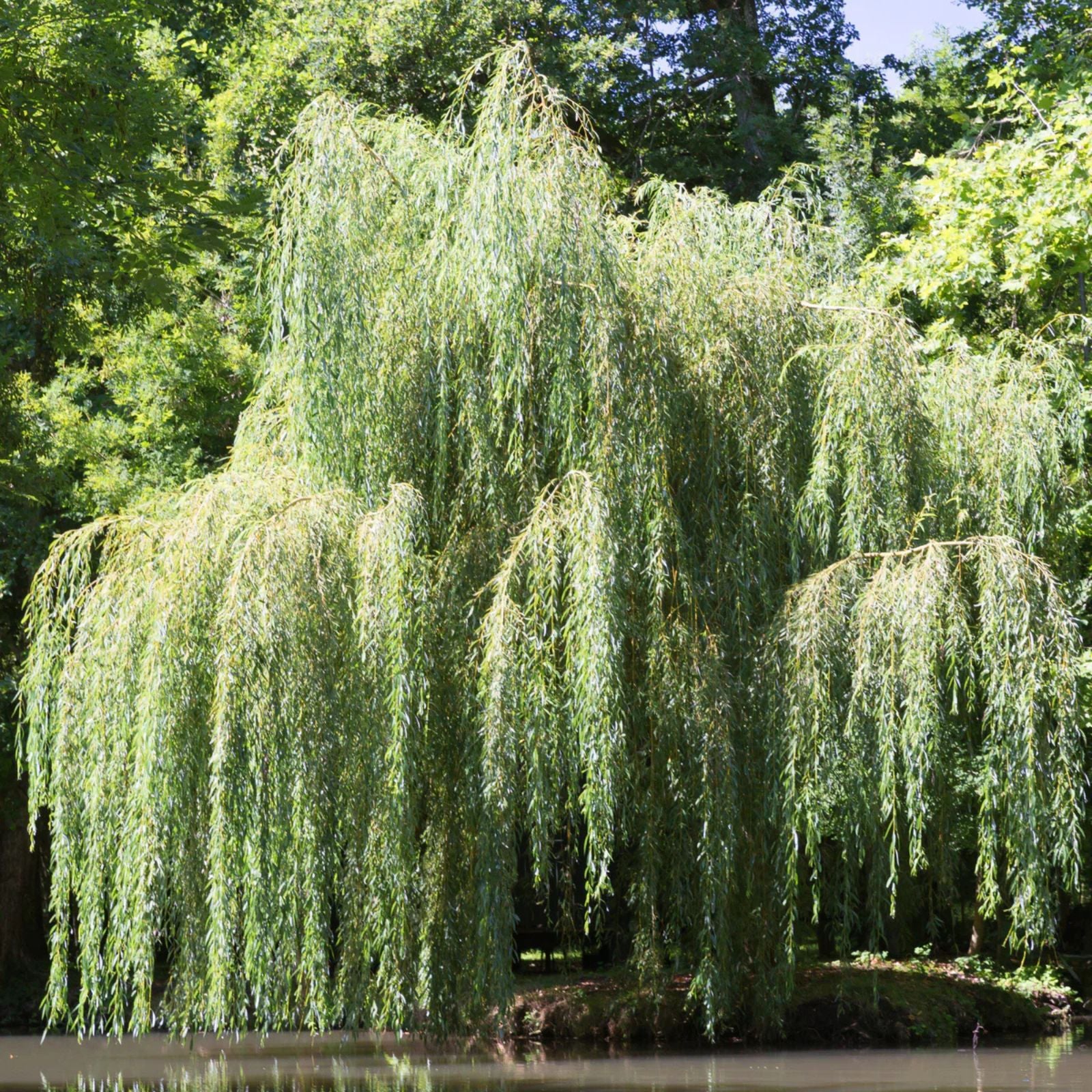 Weeping Willow Trees 4 Pack - Golden Arching Canopy - Salix babylonica - Ornamental Garden Trees