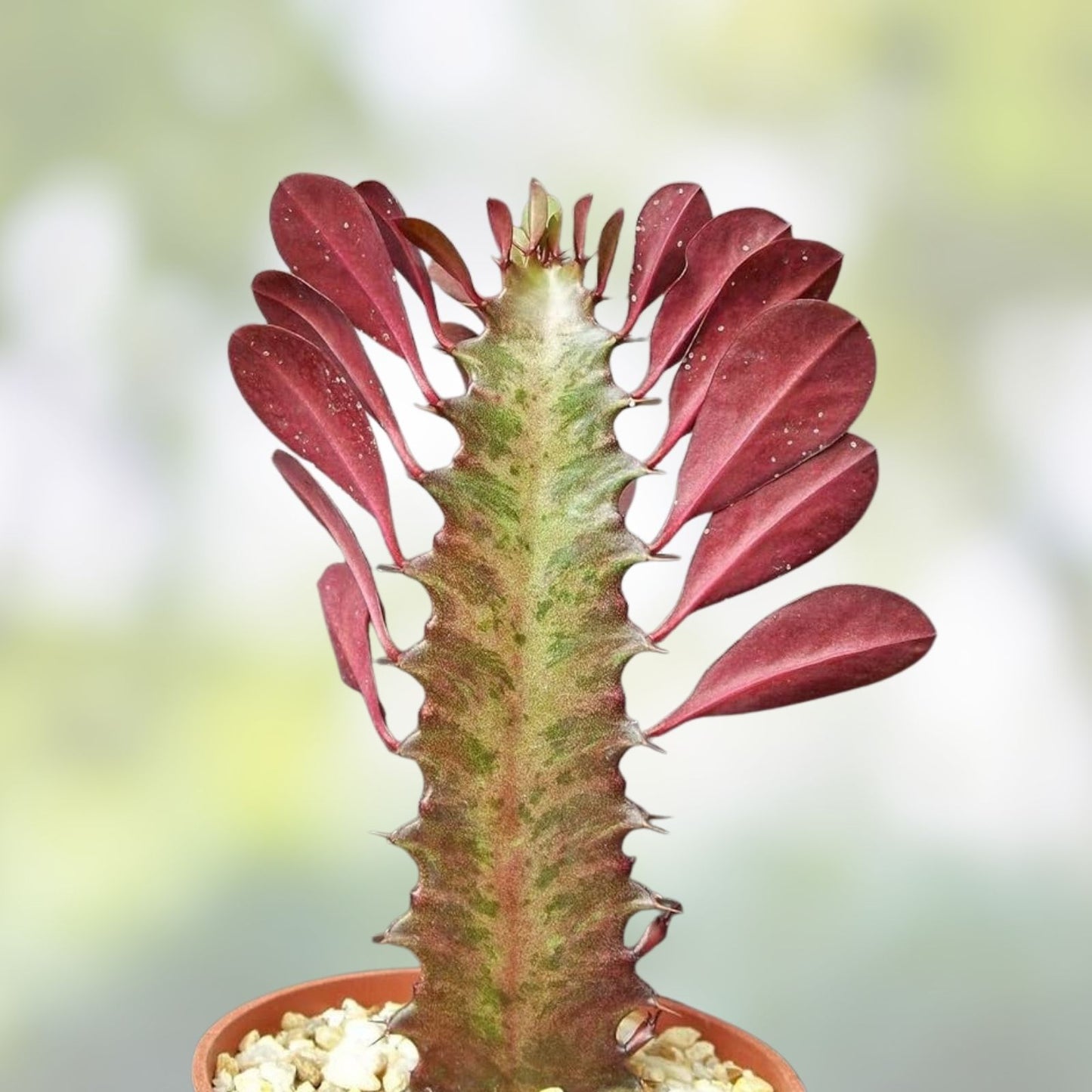 Rooted Red African Milk Tree Cactus - 2 Live Plants - Euphorbia trigona - Succulent Indoor Plant Gift
