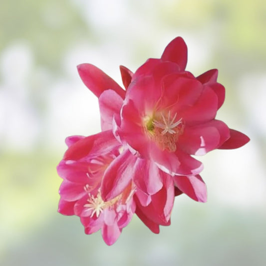 Epiphyllum Cuttings 8-10 Inches Meadow Rose Variety Exotic Houseplant Unrooted Succulent Plant