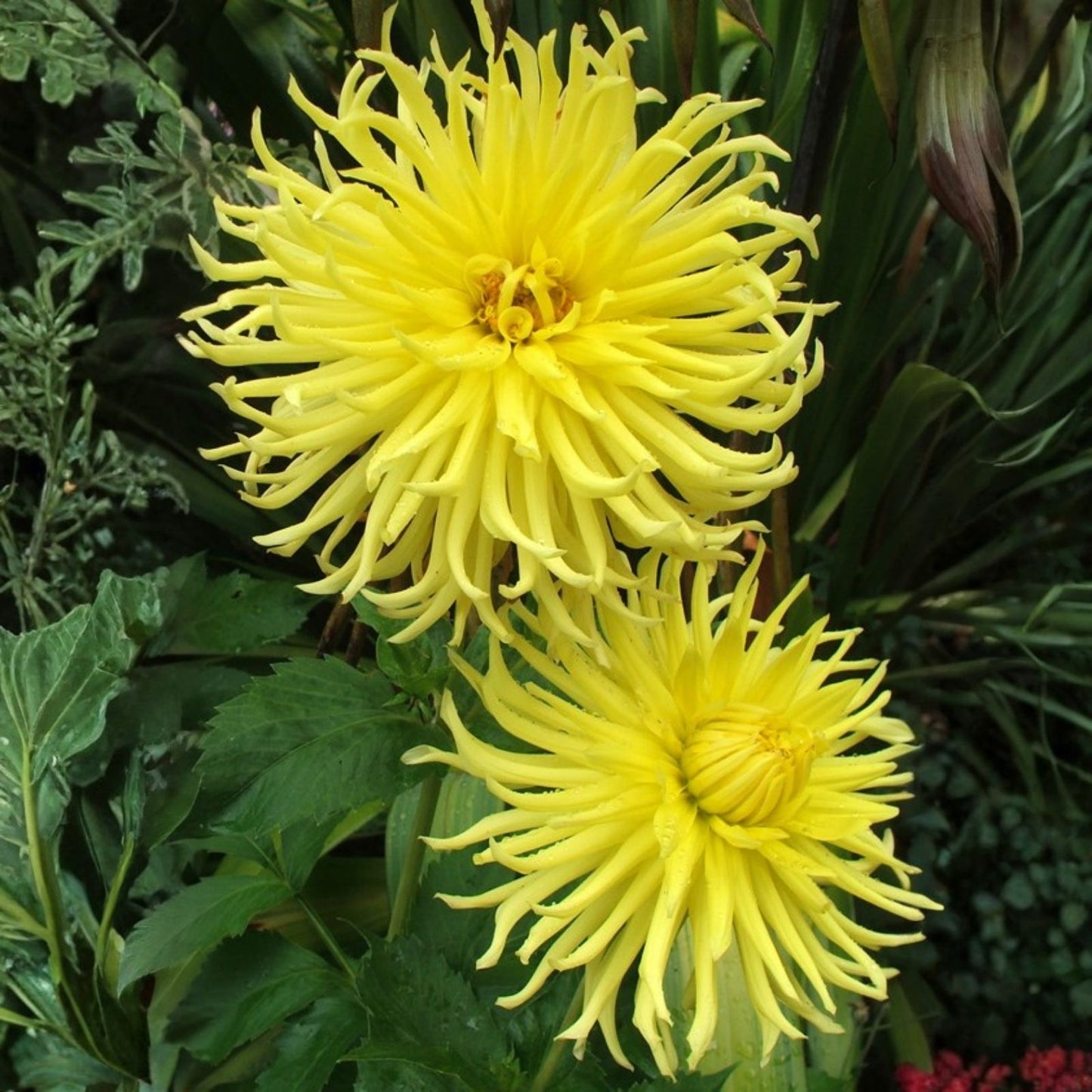 Yellow Double Spiky Cactus Dahlia Bulb Tuber – Live Flowering Plant for Garden, Flower Bed, or Container – Dahlia variabilis