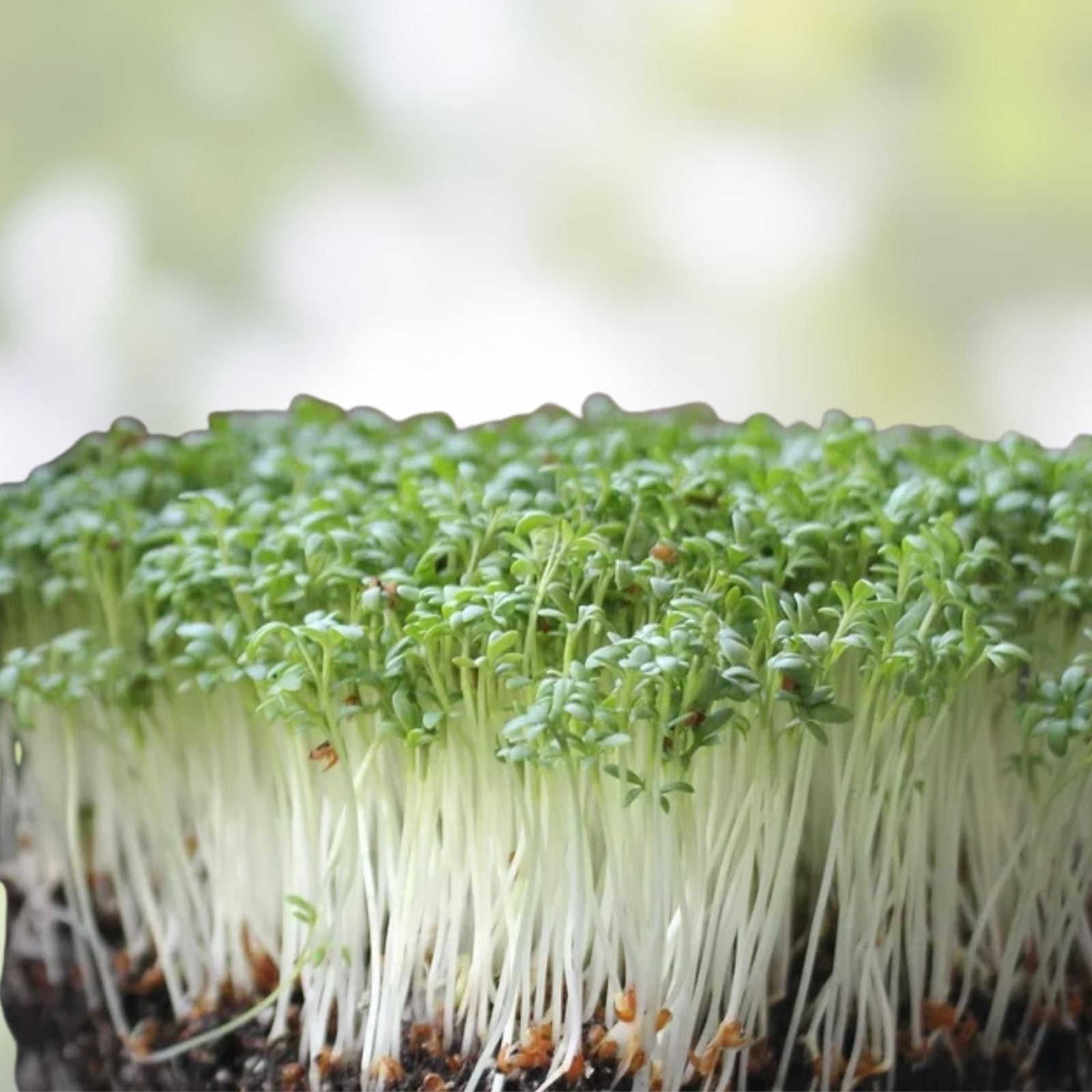Curled Cress Seeds for Microgreens, Organic Non-GMO Heirloom Broadleaf Sprouts, Lepidium sativum, Fast-Germinating Seed Pack