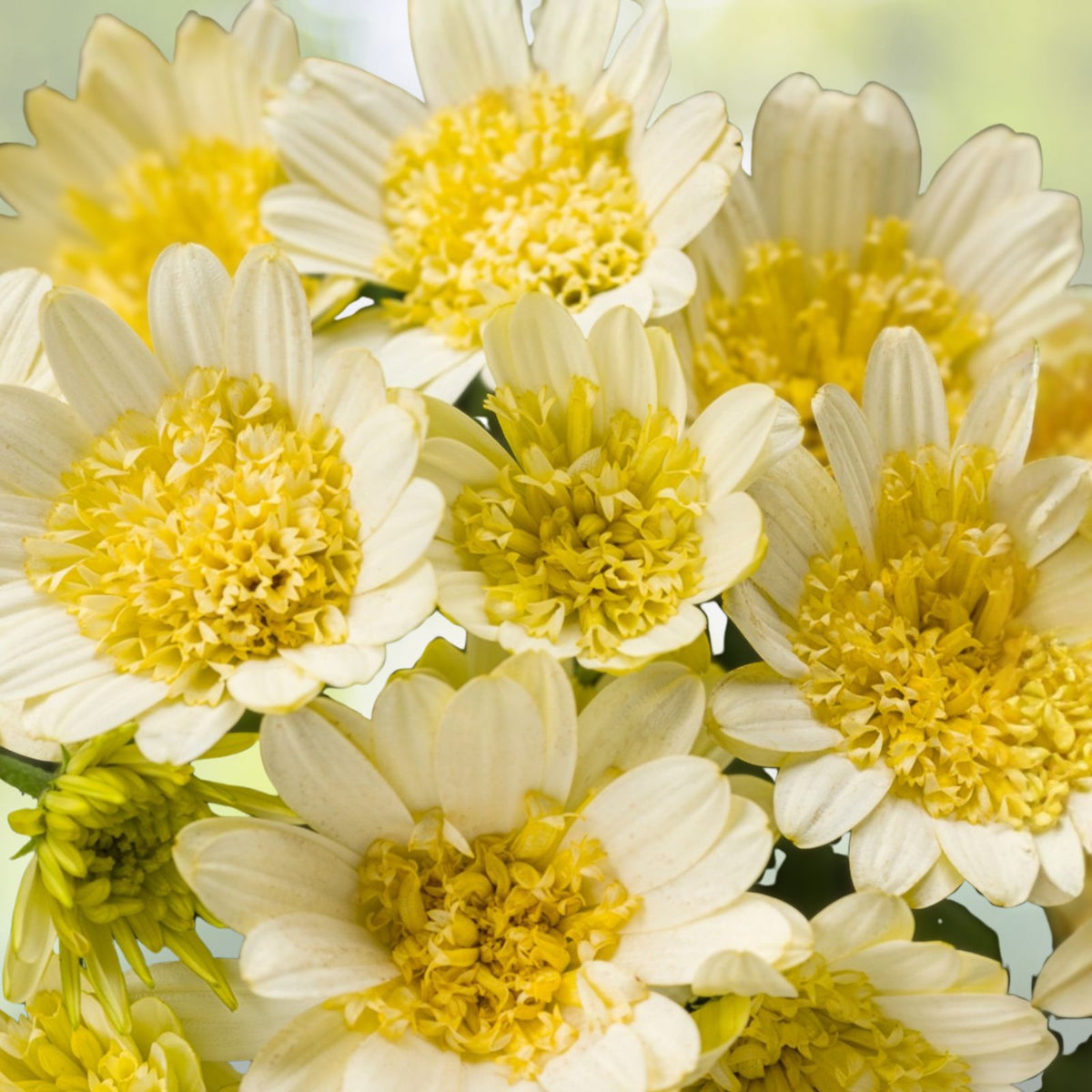 African Daisy Plant - 6-Inch Pot - Cream and Yellow - Osteospermum - Indoor/Outdoor Flowering Plant