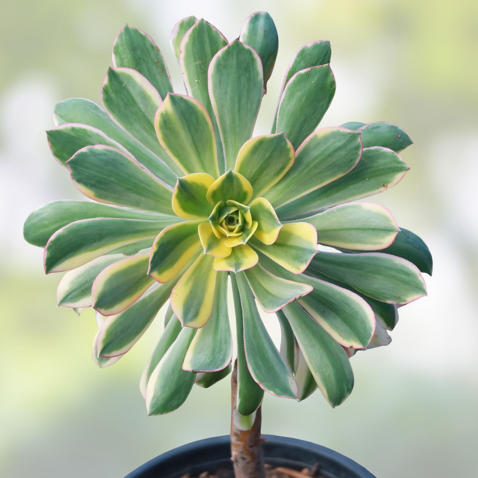 Aeonium Sunburst Succulent Cutting 4-6 inches | Variegated Green and Yellow | Indoor Gardening Plant