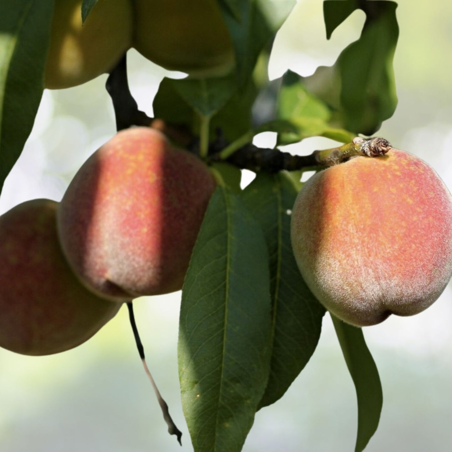 Dwarf Peach Tree Seeds - Fast Growing Variety, 12 Seeds, Prunus persica - Free Shipping, US Seller
