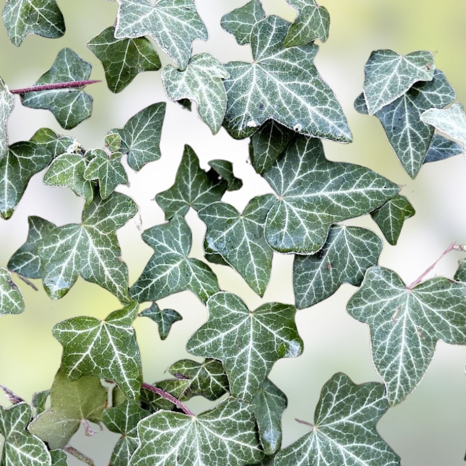Japanese Ivy Seeds - 50 Pack - Creeping Vine for Indoor & Outdoor Gardening - Hedera helix - Easy to Grow Plant for Iowa