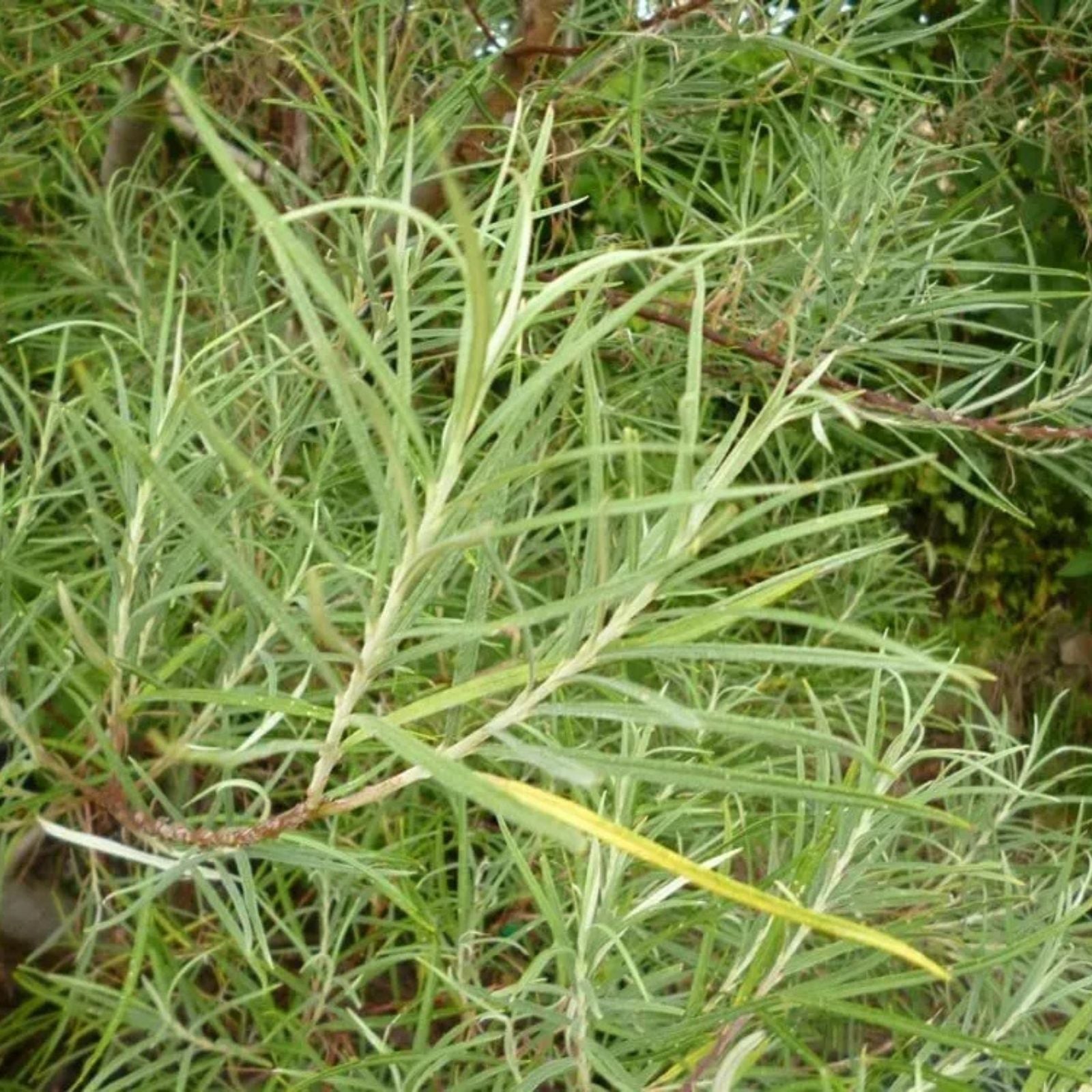Rosemary Willow Tree Cuttings 50 Pack - Landscape Privacy Bush - Salix rosmarinifolia - Ornamental Shrubs