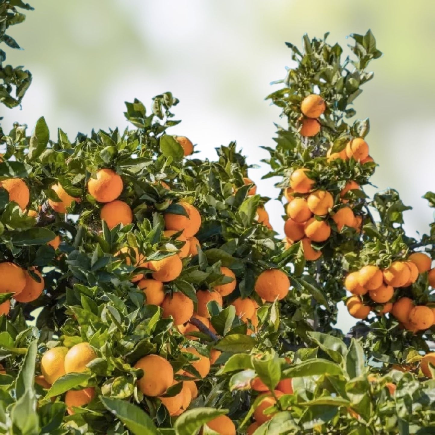 Washington Navel Orange Cuttings - 6 Unrooted Propagation Plants - Citrus sinensis - Fruit Tree Grafting Material