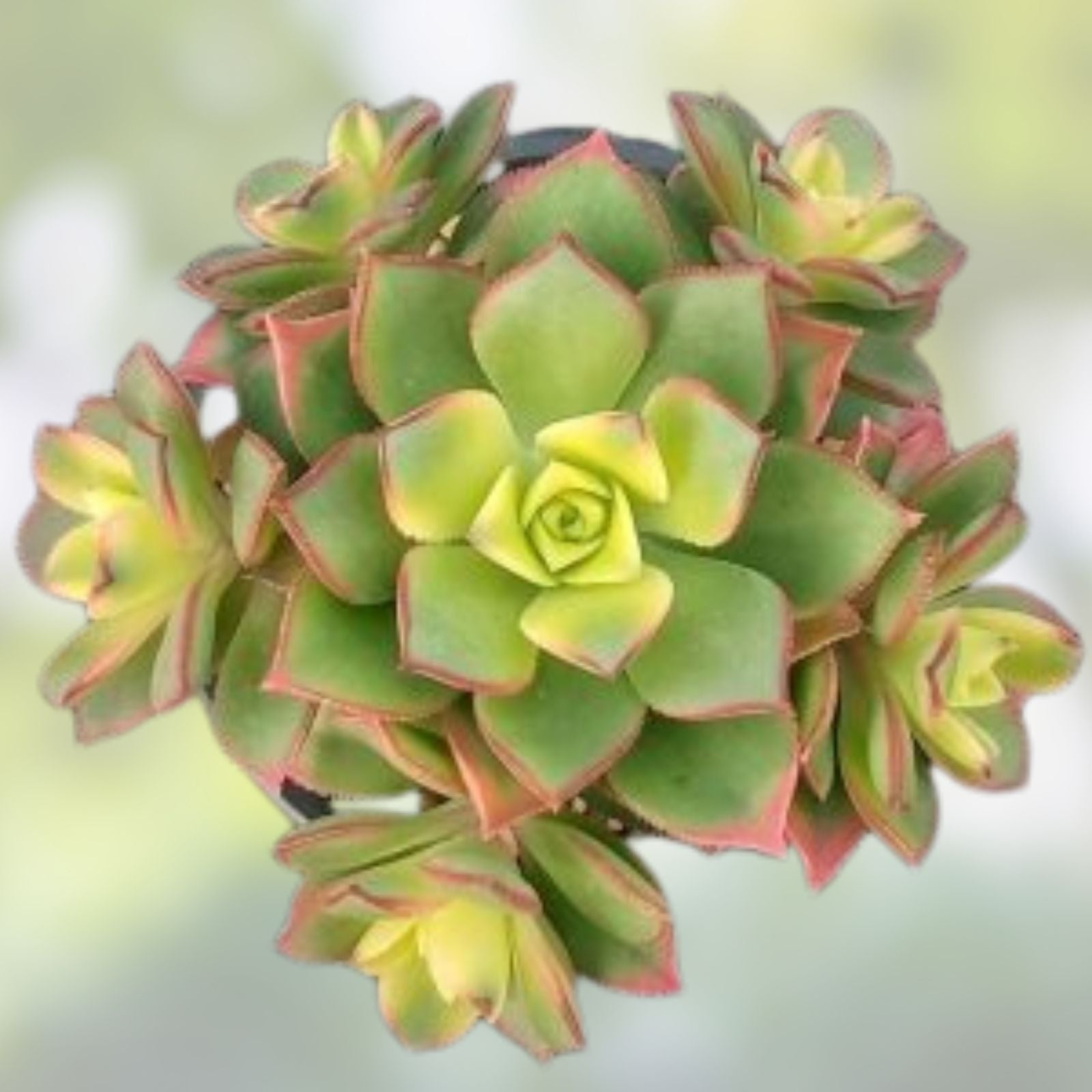 Aeonium Kiwi Variegated Succulent Cuttings - "Dream Color" - Unique Indoor Garden Plant - Scientific Name: Aeonium arboreum var. kiwi