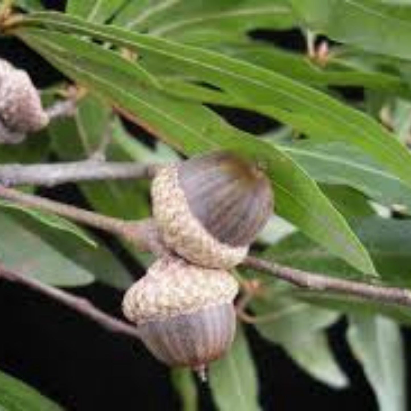 Willow Oak Tree Seeds 10 Pack - Quercus phellos Native Hardwood Seeds for Landscaping and Gardening