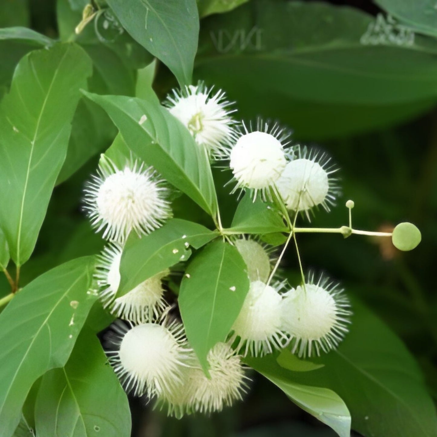Buttonbush Live Plants Set of 2 – 16 Inch Wetland Native Shrubs – Cephalanthus occidentalis for Garden Pond Wetland Landscaping