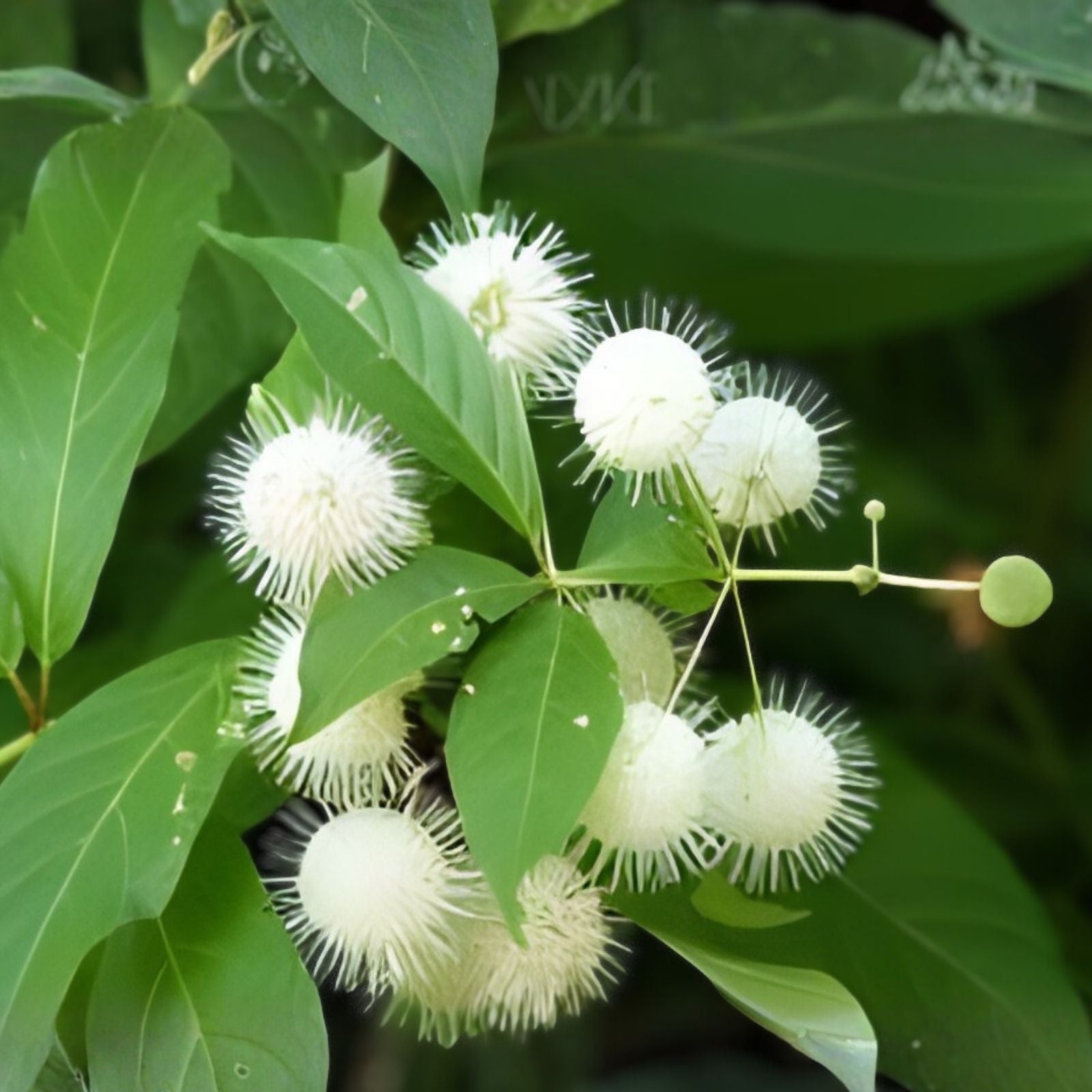 Buttonbush Live Plants Set of 2 – 16 Inch Wetland Native Shrubs – Cephalanthus occidentalis for Garden Pond Wetland Landscaping