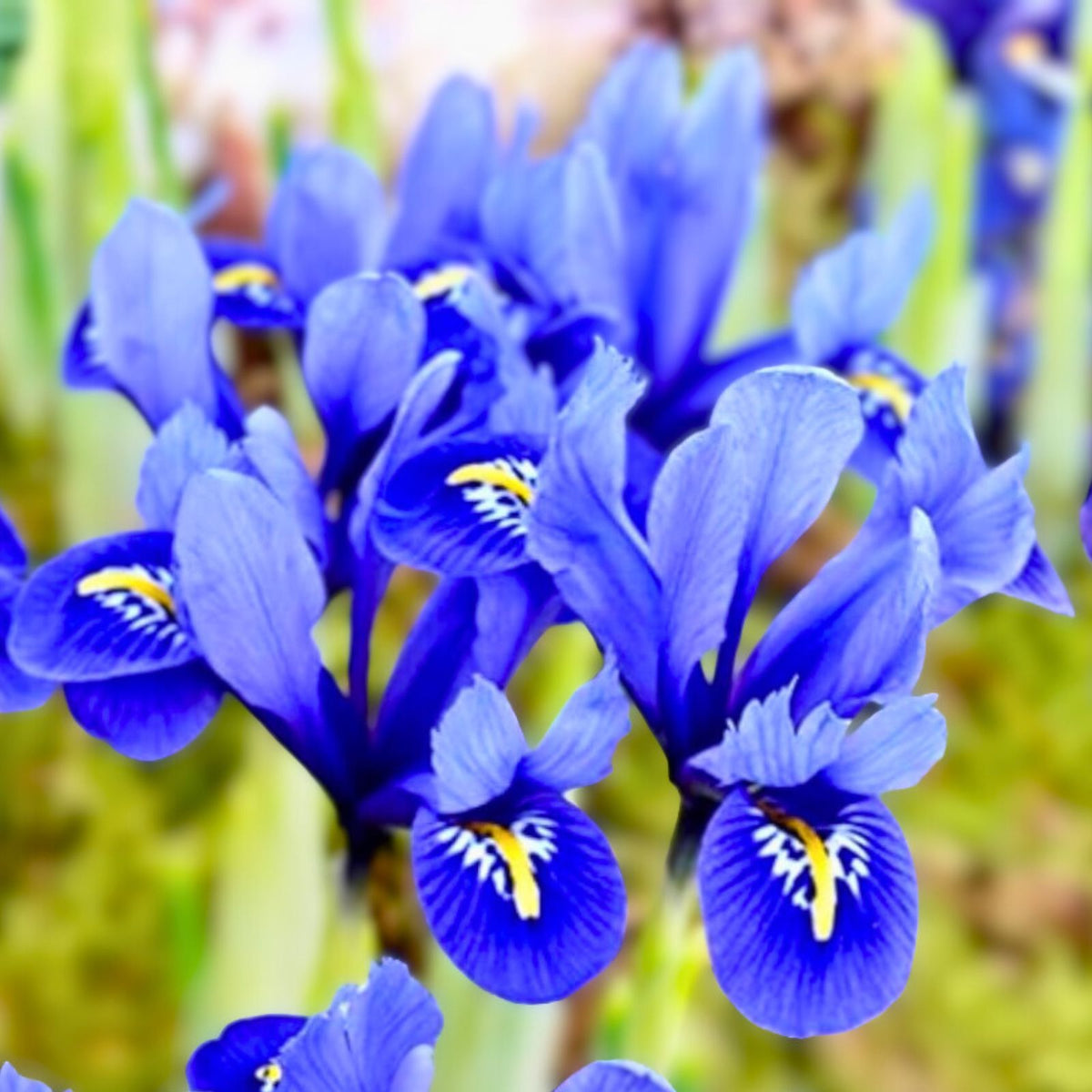 Dwarf Iris Seeds 5-Pack - Blue Purple Foliage - Iris reticulata - Easy to Grow Perennial Bulbs for Garden