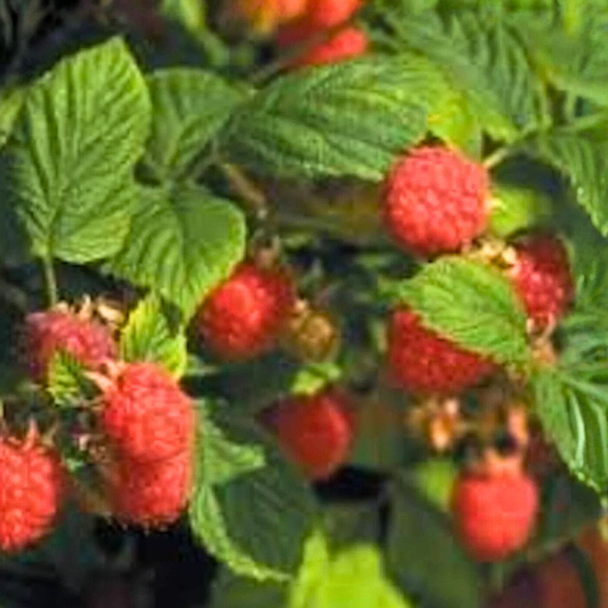 Nantahala Red Raspberry Plant - Live Bare Root Edible Fruit - Rubus idaeus - Zones 4-9 - Perfect for Outdoor Gardening