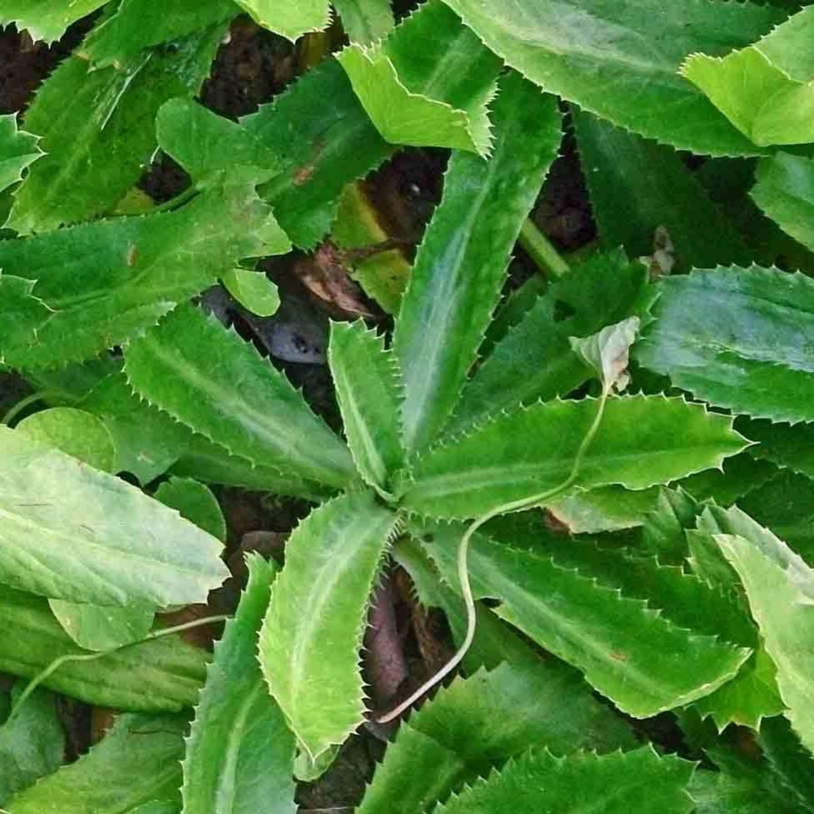 Culantro Seeds 100 mg – Naturally Grown Eryngium Foetidum for Planting, Herb Garden, Culinary Use, Organic Seeds