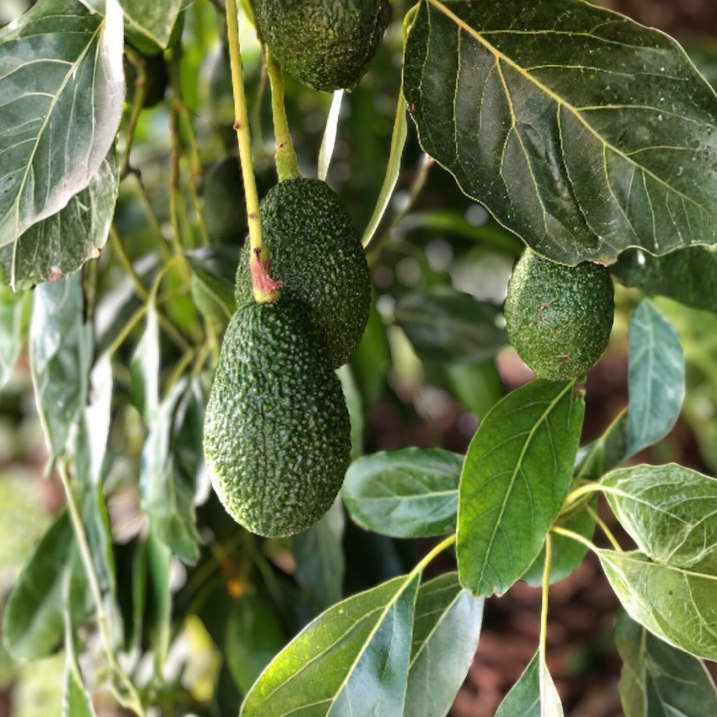 Lamb Hass Avocado Cuttings 4 Scions for Grafting - Persea americana - Fruit Tree Propagation Material