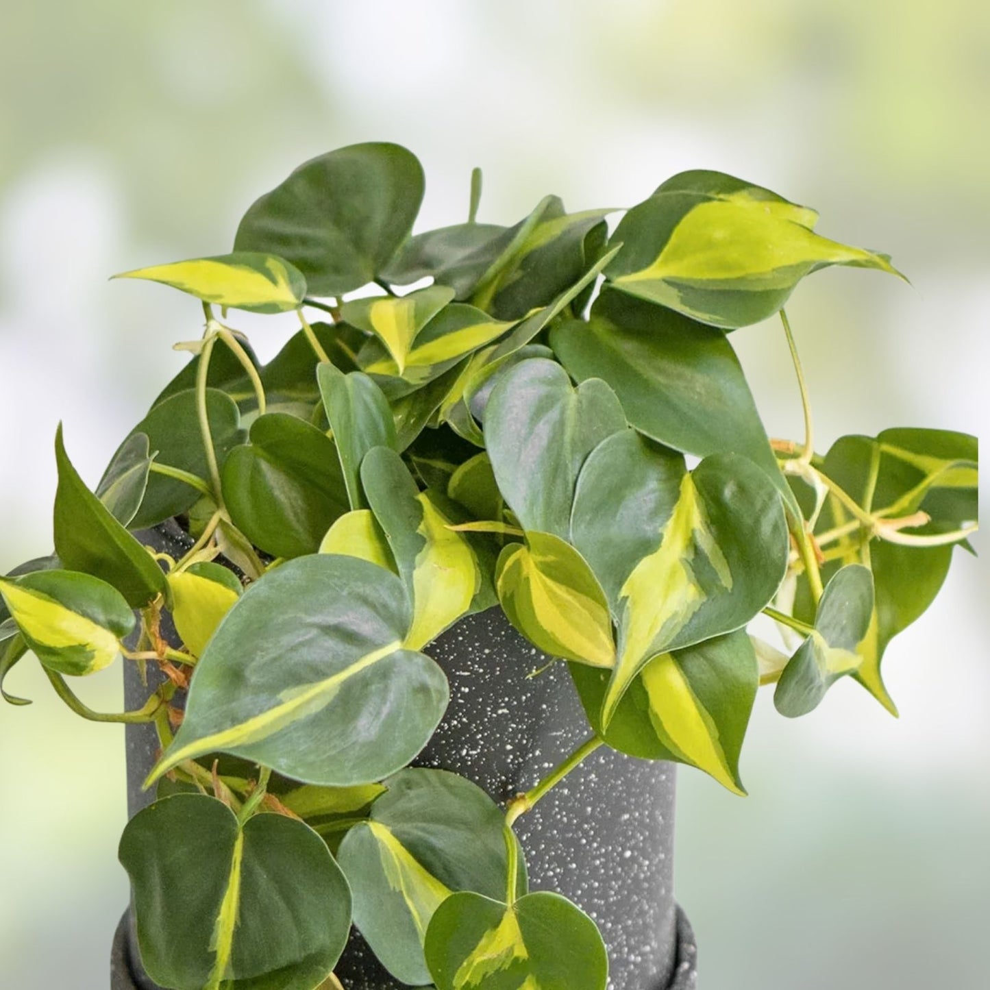 Philodendron Cuttings Combo 6 Pack – Micans, Brasil, Green – Indoor House Plant – Philodendron spp.
