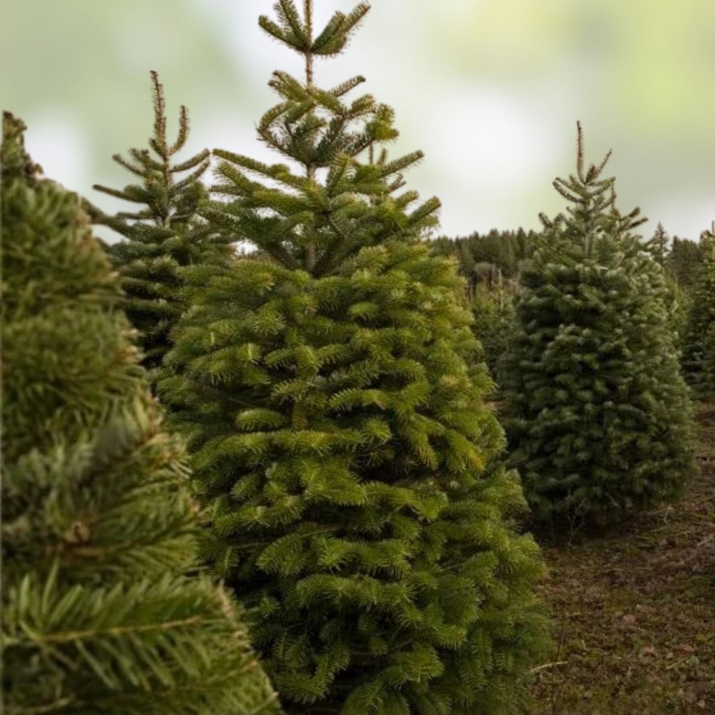 Christmas Tree Seeds 50 Count Balsam Fir Abies balsamea for Planting - Evergreen Conifer Seedlings, Garden, Landscaping