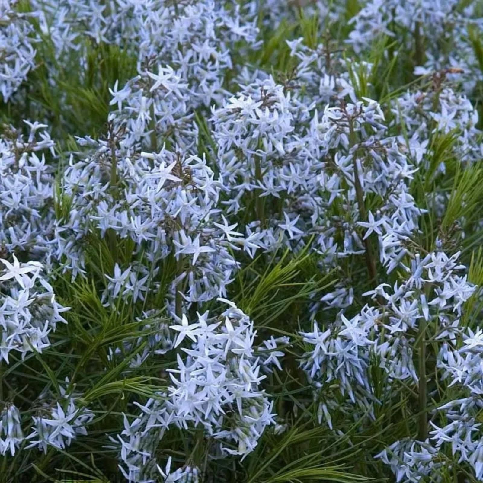 Threadleaf Bluestar Live Plant 4" Pot – Amsonia hubrichtii Perennial with Delicate Blue Flowers