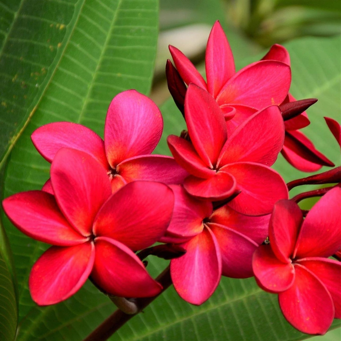 Plumeria Cuttings 8-10" Single Tip - Vibrant Color Variety - Frangipani (Plumeria spp,)