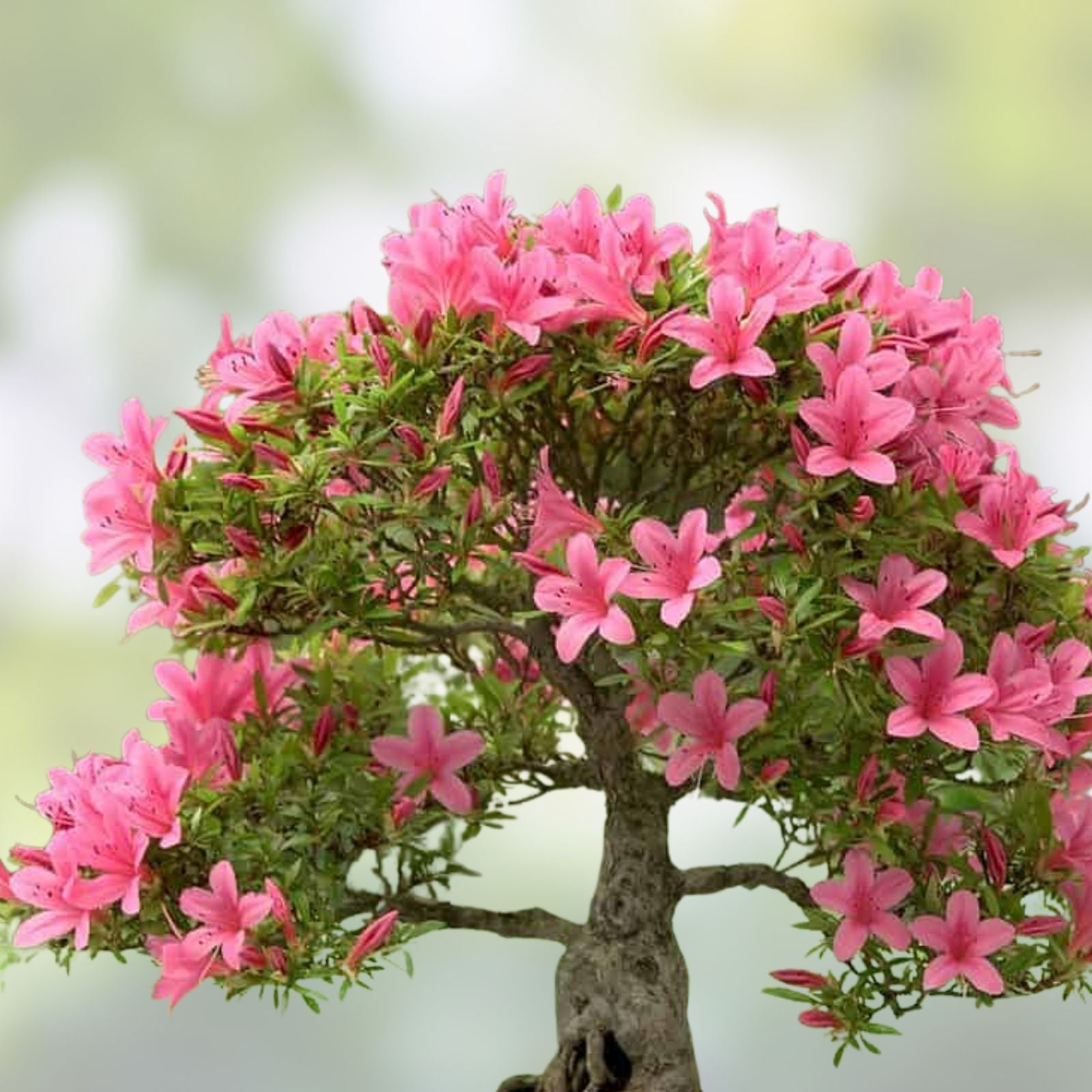 Pink Azalea Bonsai Tree Seeds - 30 Seeds - Flowering Rhododendron obtusum - Bonsai Plant Seeds for Gardening and Landscaping