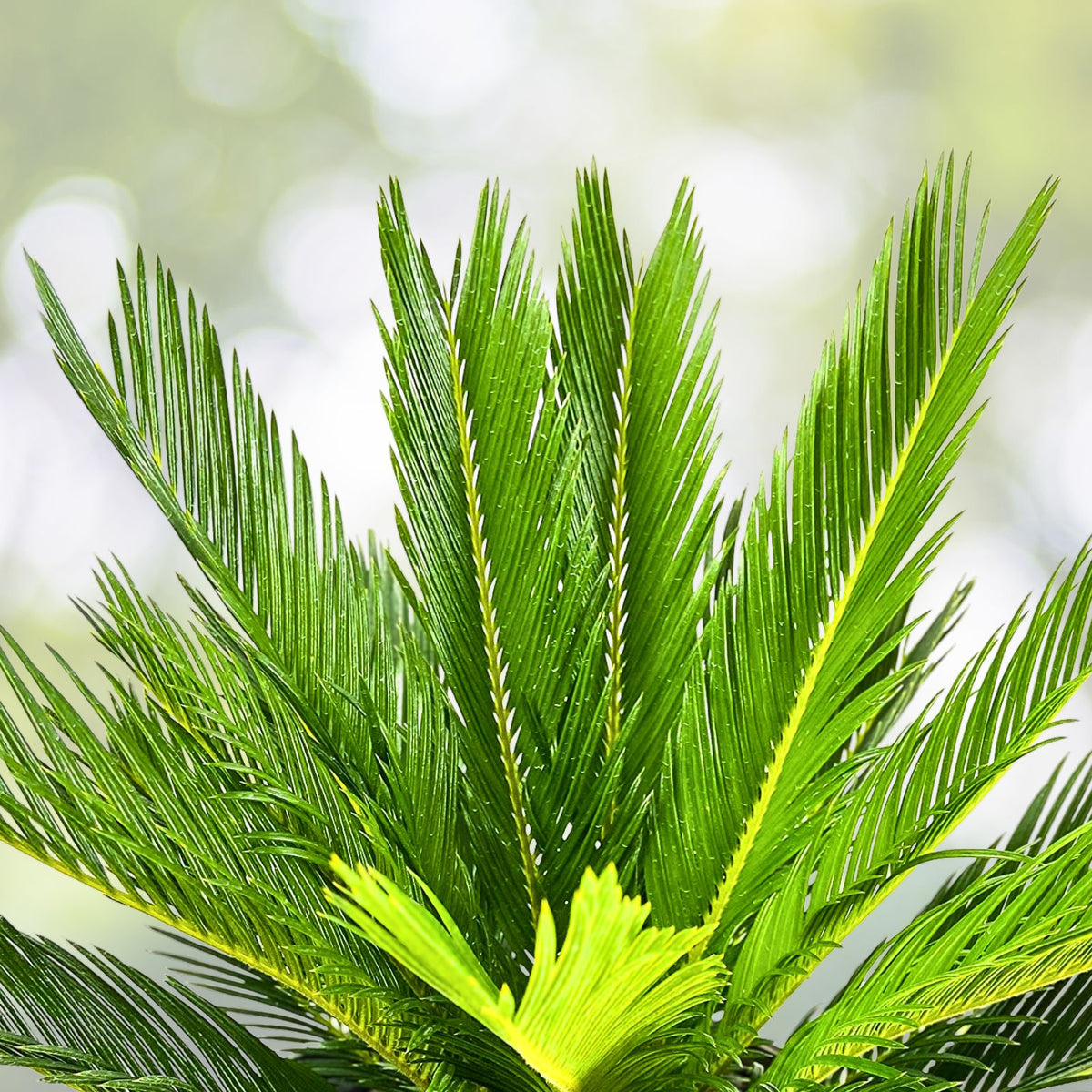 Sago Palm Tree 2 Gallon - Cycas revoluta - Indoor/Outdoor Tropical Plant, Low Maintenance Decorative Foliage