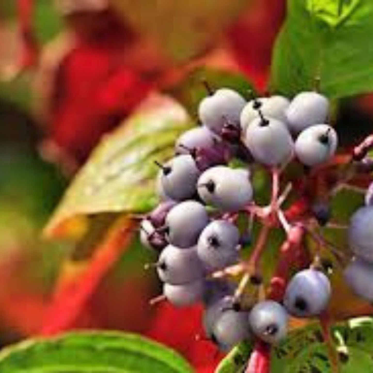 50 Siberian Dogwood Seeds for Planting, Cornus alba Tatarian Dogwood, Hardy Shrub, Landscape, Wildlife Friendly
