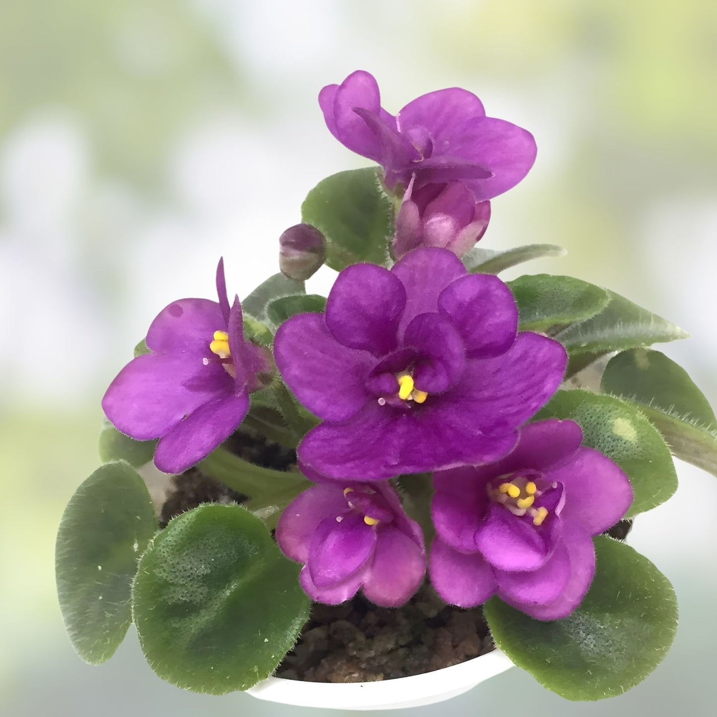 Cabaret Variegated African Violet Leaves 2 Pack - Saintpaulia ionantha - Variegated Indoor Plant Foliage