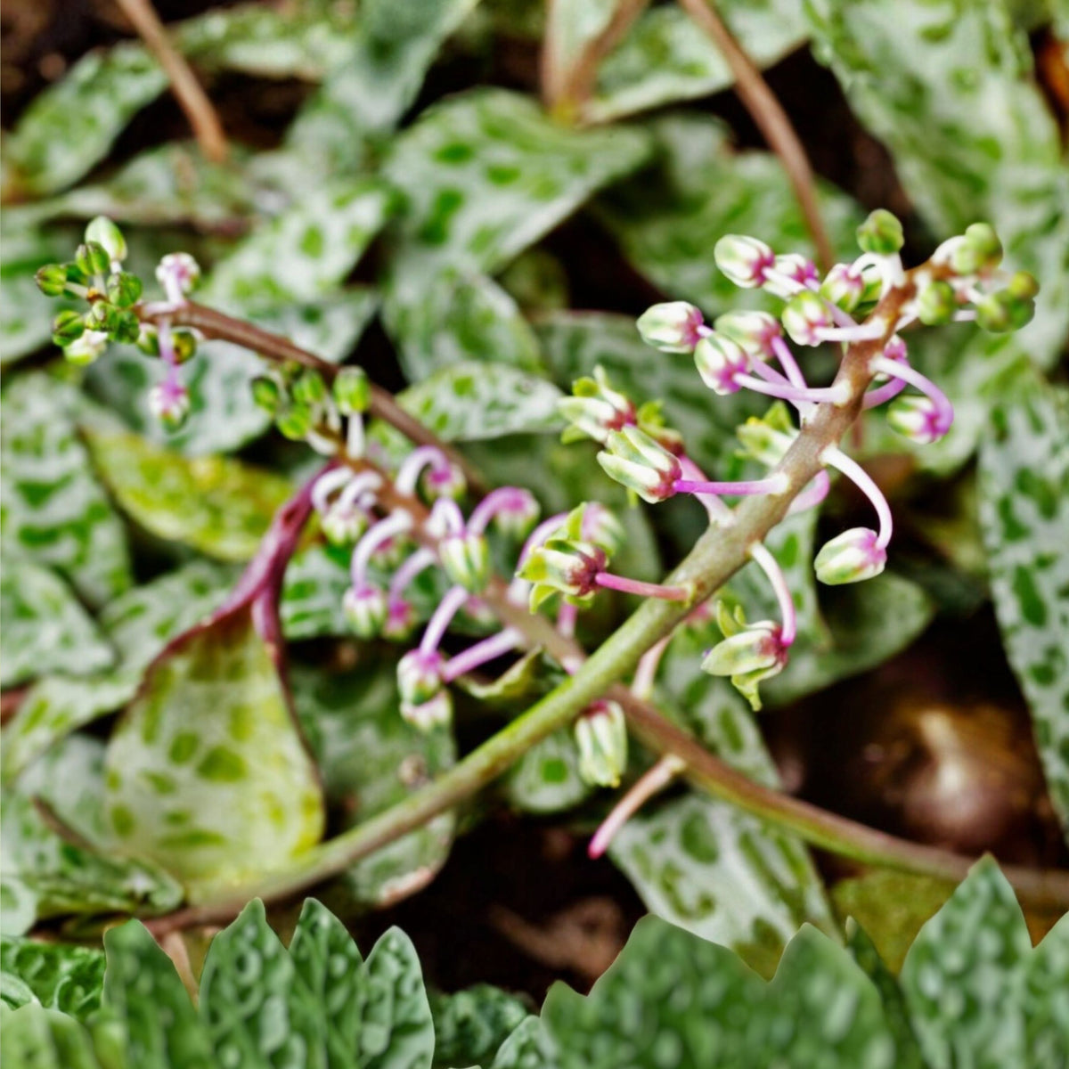 Variegated Silver Squill Plant 2.5" Pot | Ledebouria Socialis | Rare Variegated Houseplant with Purple Flowers