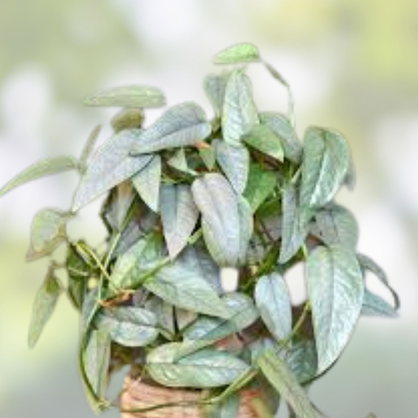Cebu Blue Pothos Cutting - 4 Node Unrooted House Plant - Epipremnum pinnatum - Rare Blue Variegation - Free Shipping USA