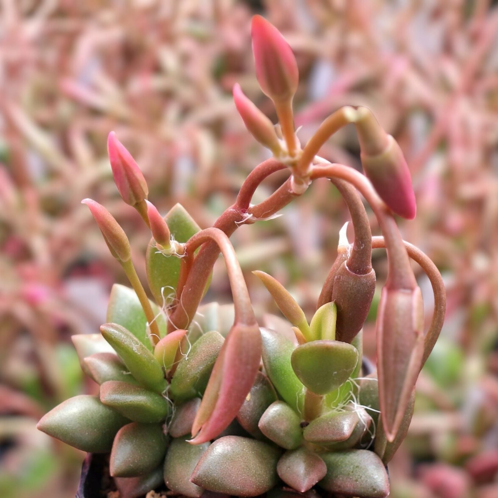 Rare Live Succulent Plant 4” Pot Sunrise Anacampseros Telephiastrum Succulent Indoor Garden