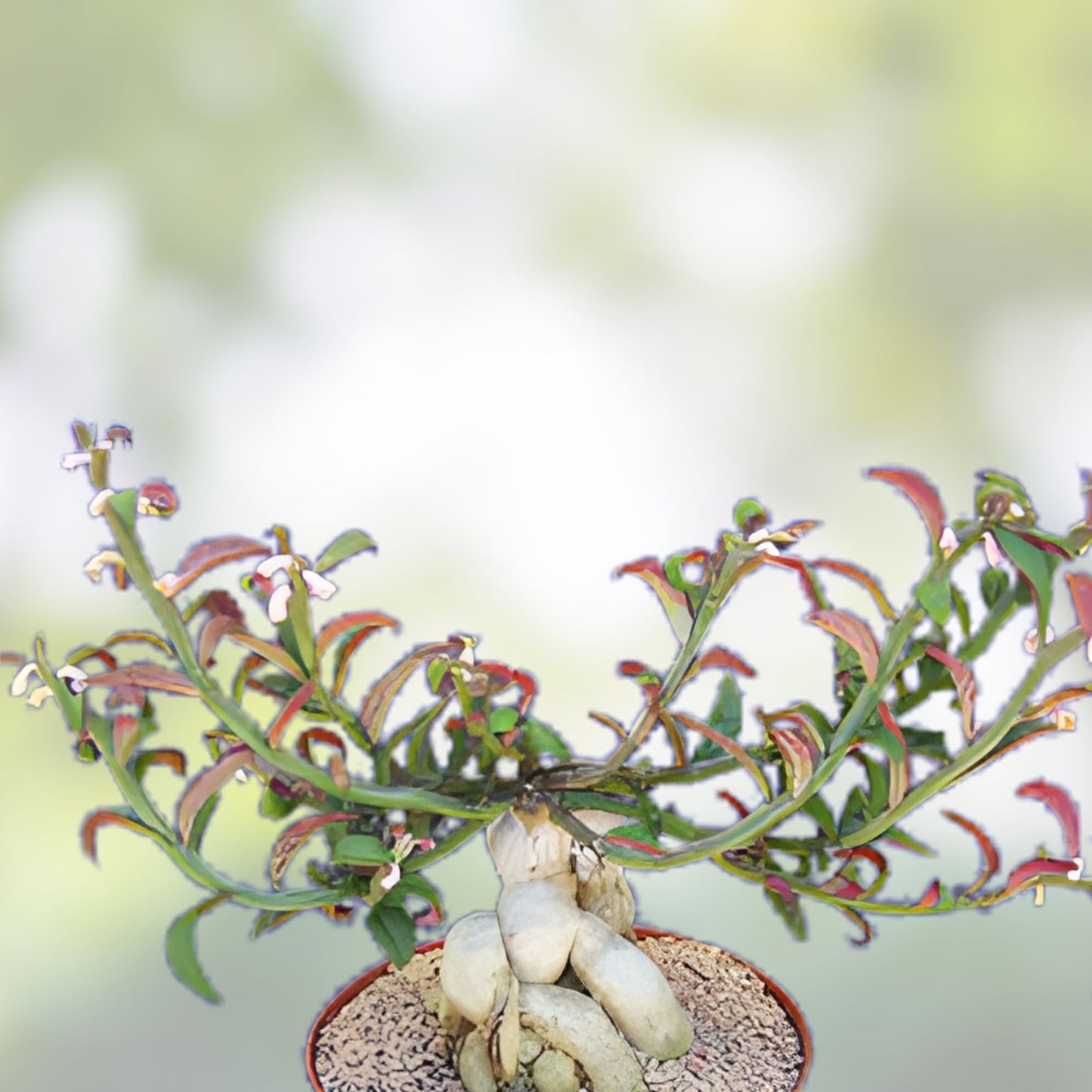 Monadenium Rubellum Seeds - 5 Caudex Bonsai Cactus Seeds for Indoor Succulent Gardening