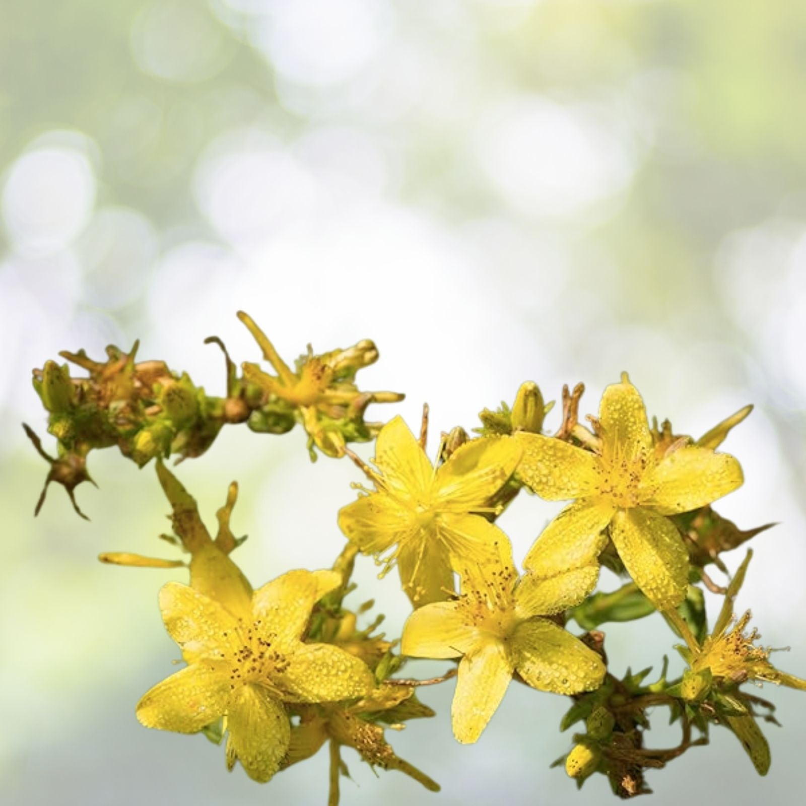 Great St. John's Wort Seeds - 400+ Medicinal Herb Seeds for Healing - Hypericum perforatum
